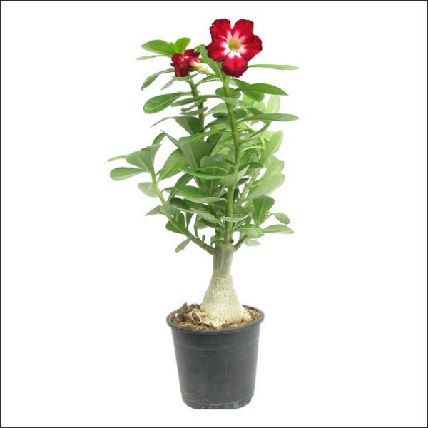 Yoidentity Adenium Plant (Red)