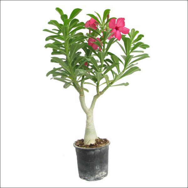 Yoidentity Adenium Plant (Pink)