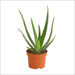 Yoidentity Aloe Vera Plant