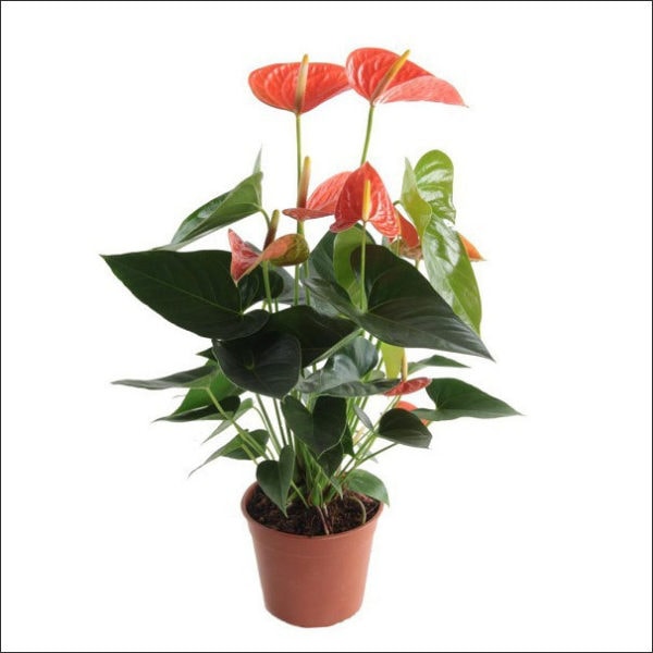 Yoidentity Anthurium (Orange)
