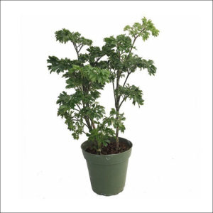 Yoidentity Aralia Plant (Green)