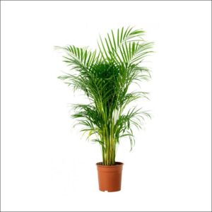Yoidentity Areca Palm Plant