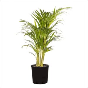 Yoidentity Areca Palm Plant Medium