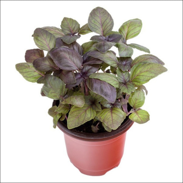 Yoidentity Basil Plant (Red)