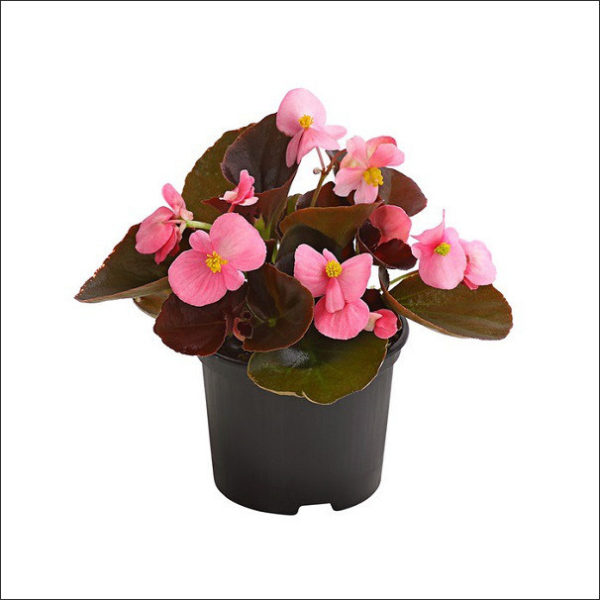 Yoidentity Begonia (Pink)