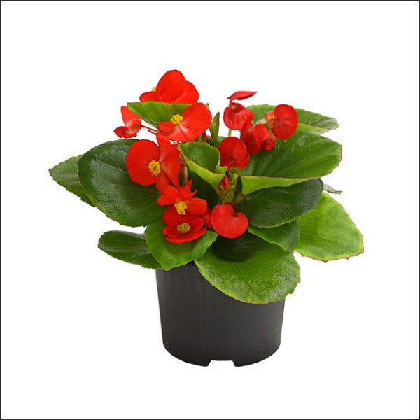 Yoidentity Begonia Plant (Red)