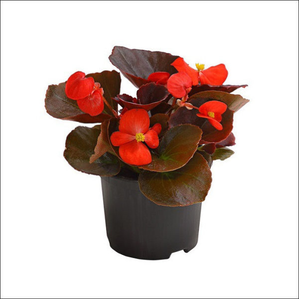 Yoidentity Begonia (Red)