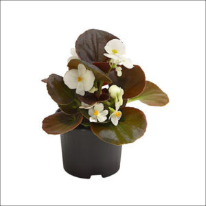 Yoidentity Begonia (White)
