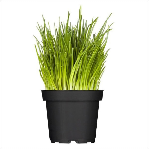 Yoidentity Chives Plant