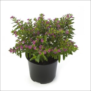 Yoidentity Cuphea Plant (Lavender)