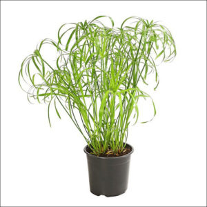 Yoidentity Cyperus Papyrus Plant