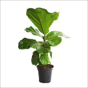 Yoidentity Ficus Lyrata, Fiddle Leaf Fig Plant Small