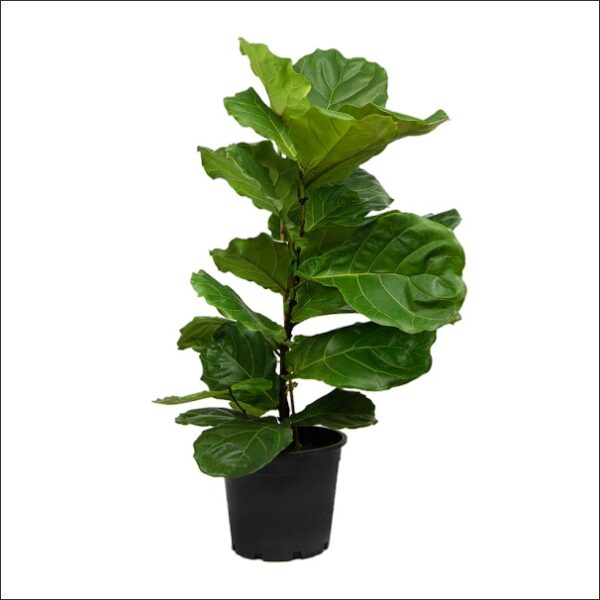 Yoidentity Ficus Lyrata, Fiddle Leaf Fig Plant