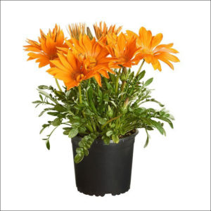 Yoidentity Gazania Plant (Orange)