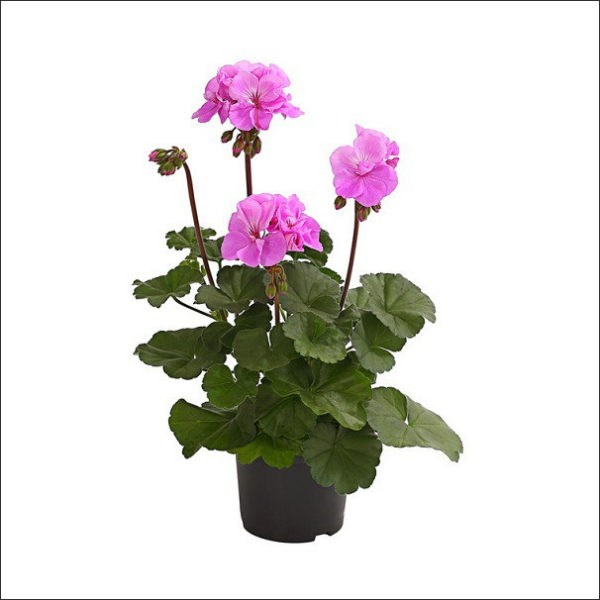Yoidentity Geranium Plant (Purple)