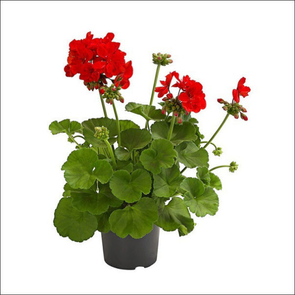 Yoidentity Geranium Plant (Red)