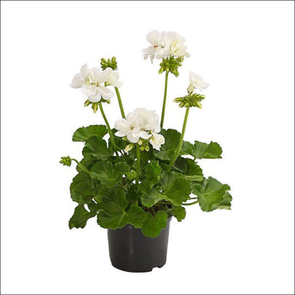 Yoidentity Geranium Plant (White)