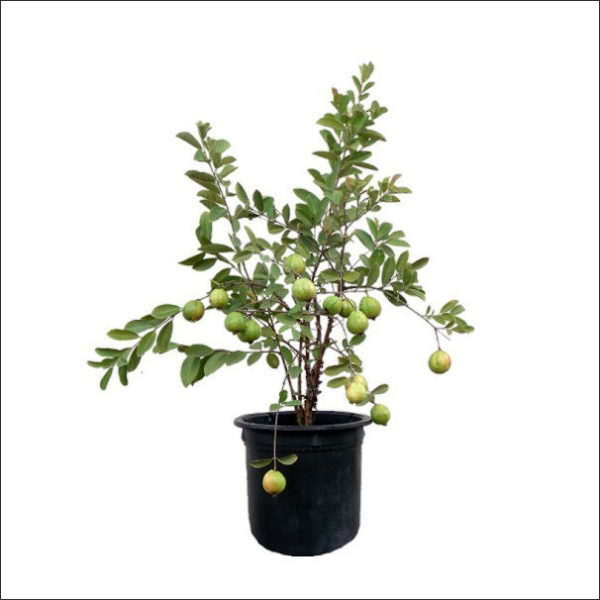 Yoidentity Guava Plant