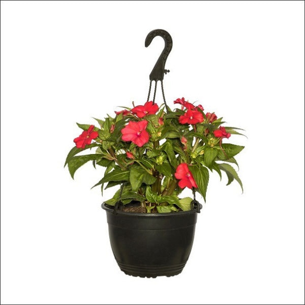 Yoidentity Impatiens (Red) Hanging Plant