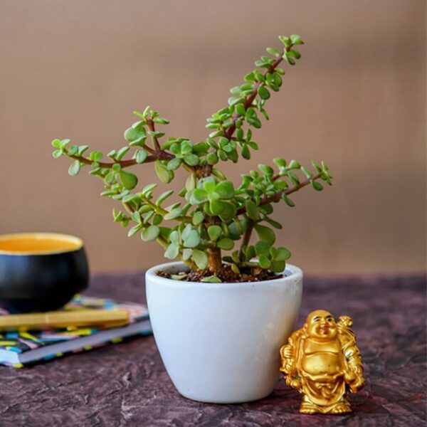 Yoidentity Jade Plant Gift