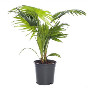 Yoidentity Livistona Palm Plant