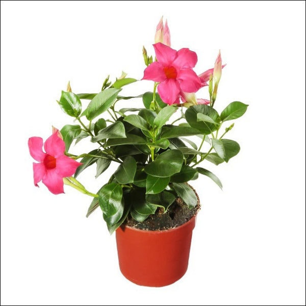 Yoidentity Mandevilla Plant (Pink)