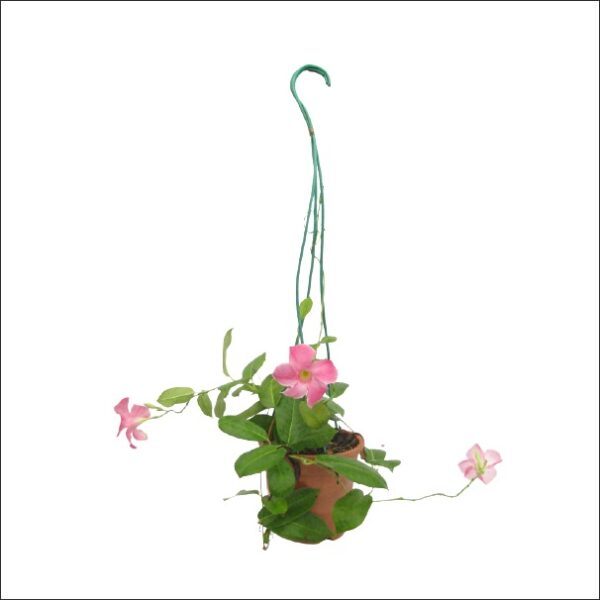 Yoidentity Mandevilla Plant Pink in Hanging Pot