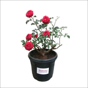 Yoidentity Button Rose (Red)