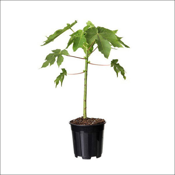 Yoidentity Papaya Plant