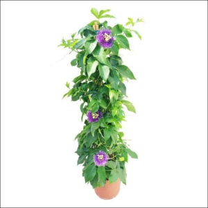 Yoidentity Passiflora (Purple)