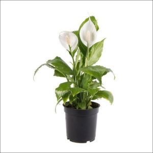 Yoidentity Peace Lily, Spathiphyllum Plant