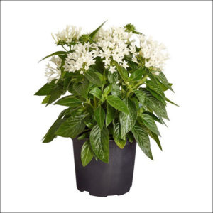 Yoidentity Pentas Plant (White)