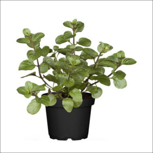 Yoidentity Peppermint Plant