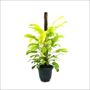 Yoidentity Philodendron Golden Plant Large