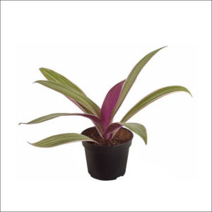 Yoidentity Rhoeo Plant Variagated