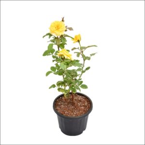 Yoidentity Rose Plant Yellow