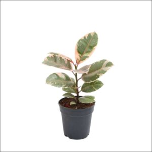 Yoidentity Rubber Plant Variegated