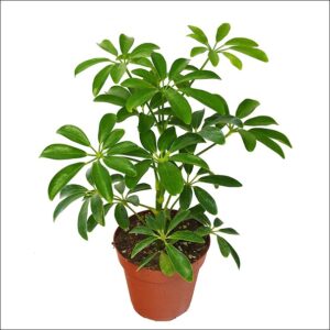 Yoidentity Schefflera Plant Green