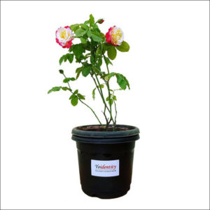 Yoidentity Special Scented Rose