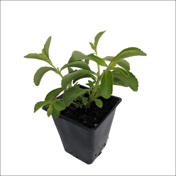 Yoidentity Stevia Plant