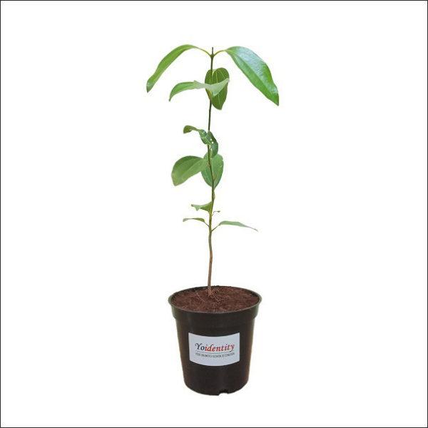 Yoidentity True Cinnamon, Bay Leaf, Tamala Patram, Tej Patta Plant