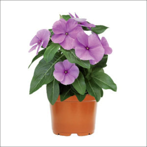 Yoidentity Vinca Plant (Lilac)