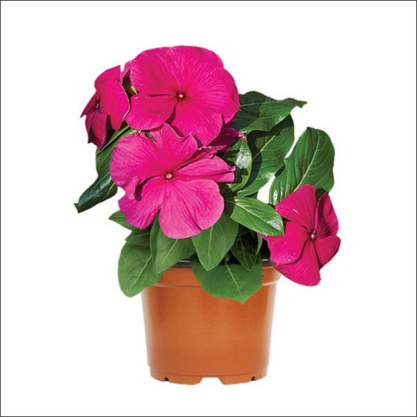 Yoidentity Vinca Plant (Pink)