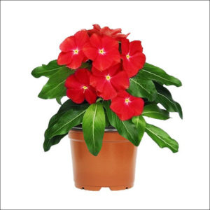 Yoidentity Vinca Plant (Real Red)