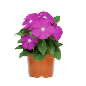 Yoidentity Vinca Plant (Violet)