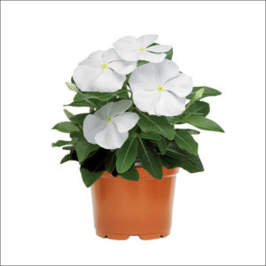 Yoidentity Vinca Plant (White)