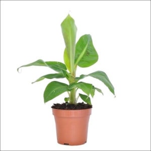 Yoidentity Banana Plant