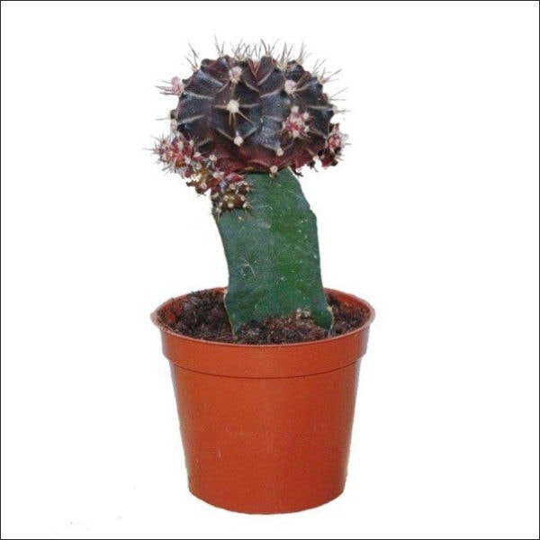 Yoidentity Grafted cactus, Moon Cactus Plant (Maroon)