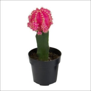 Yoidentity Grafted cactus, Moon Cactus Plant (Pink)