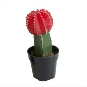 Yoidentity Grafted cactus, Moon Cactus Plant (Red)